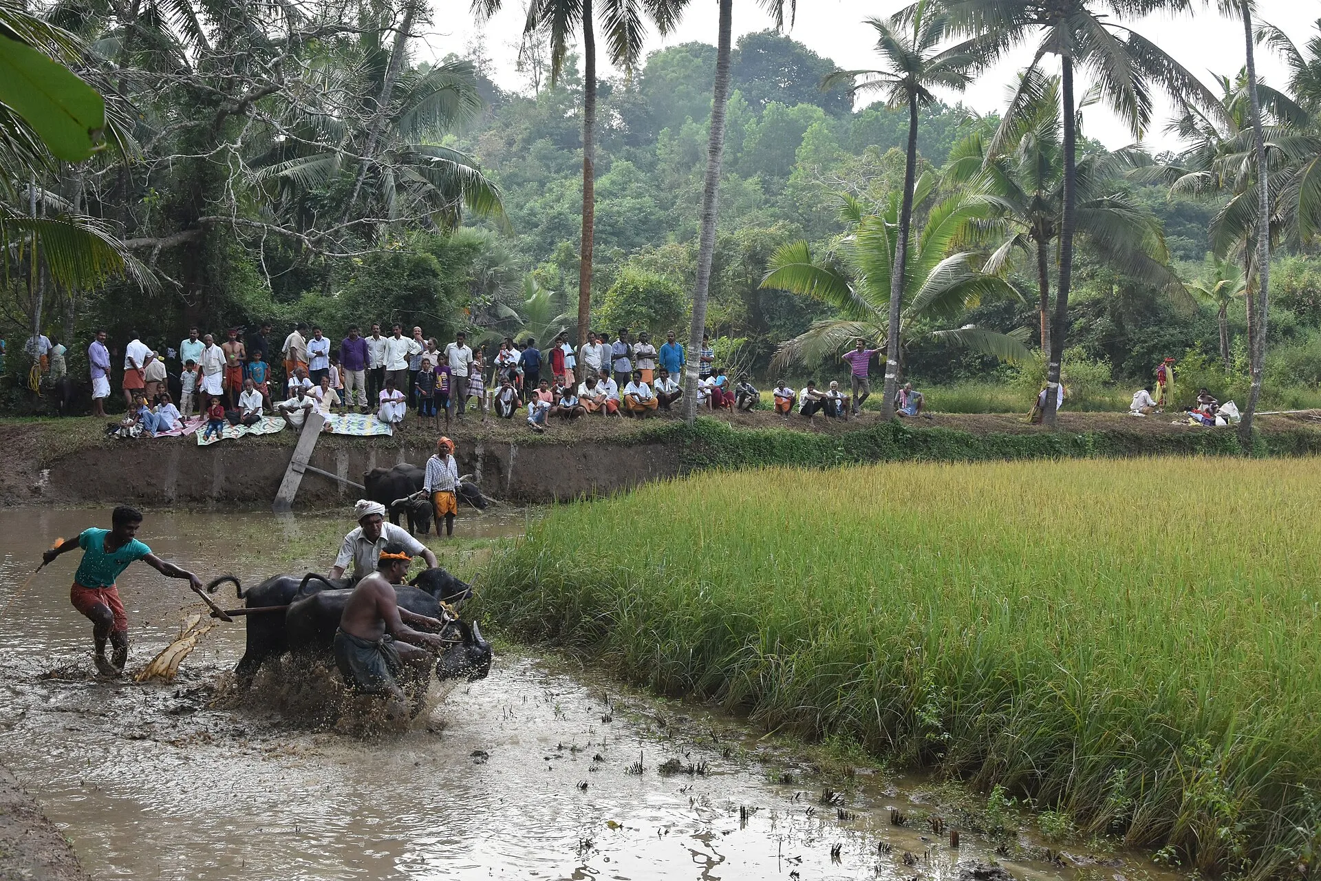 Buffaloes running through a flooded field beside ripening paddy, watched by villagers under coconut palms