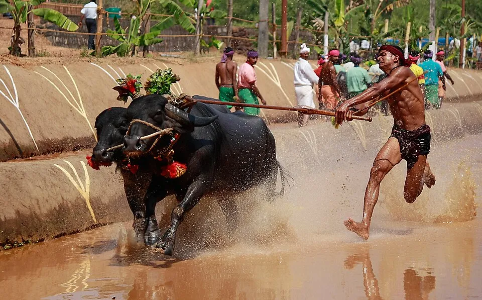 Buffaloes racing through a flooded paddy track at the Pilikula Kambala