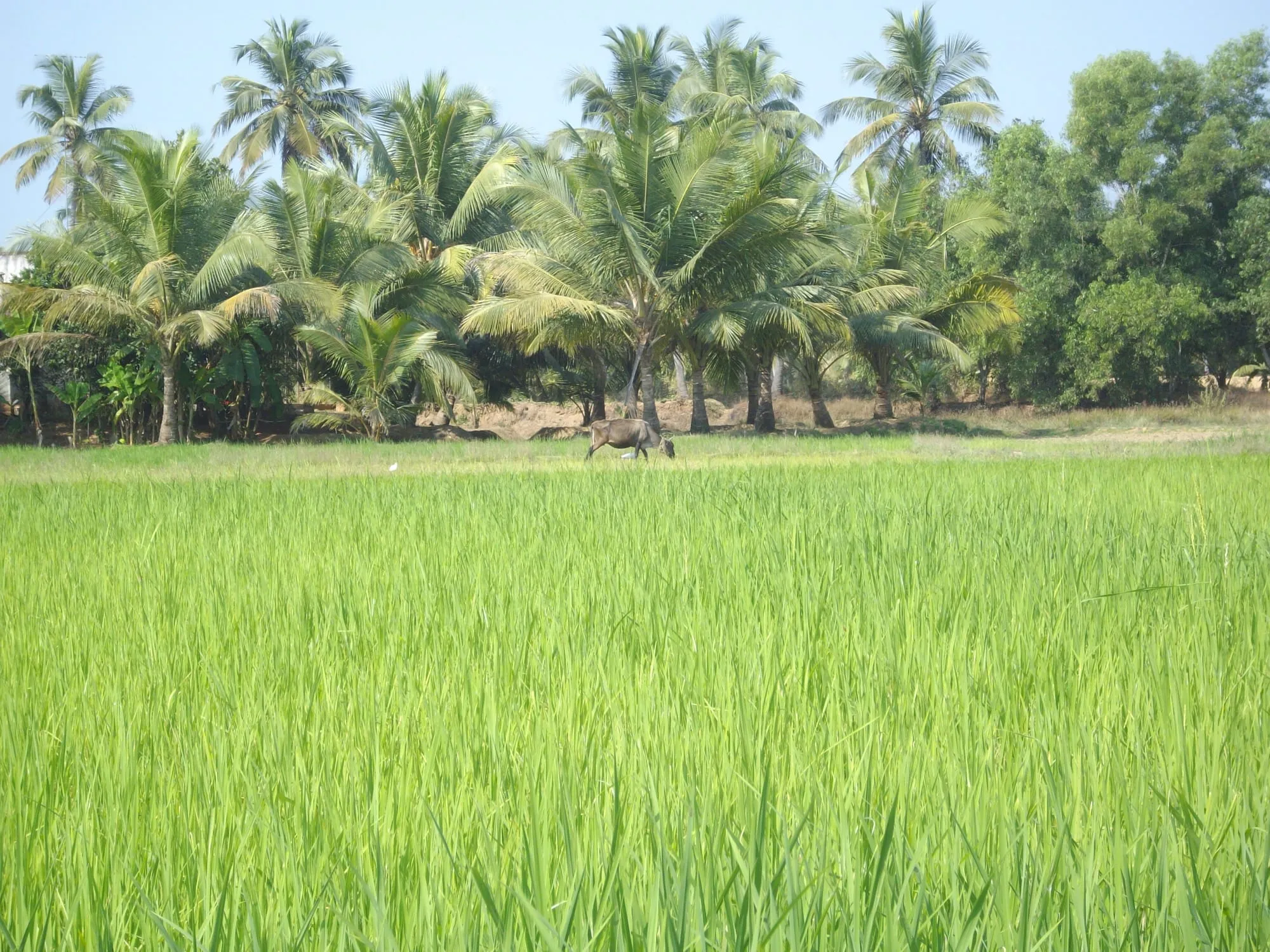 Green paddy fields in Barkur, Udupi district