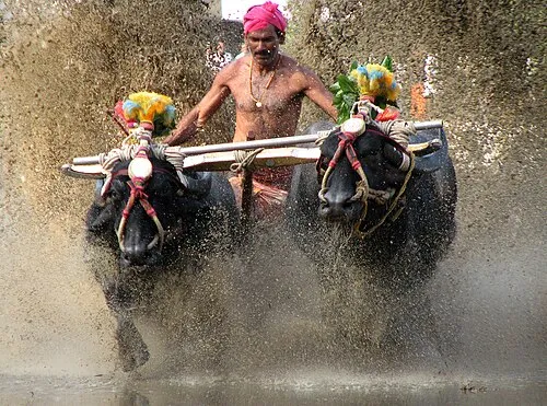 A runner between two decorated buffaloes in a muddy, water-splashed track at Kadri Kambala