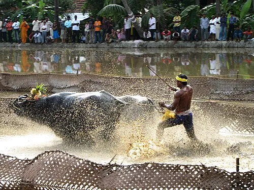 A buffalo pair and its runner racing down a flooded track, with spectators lined up behind a net
