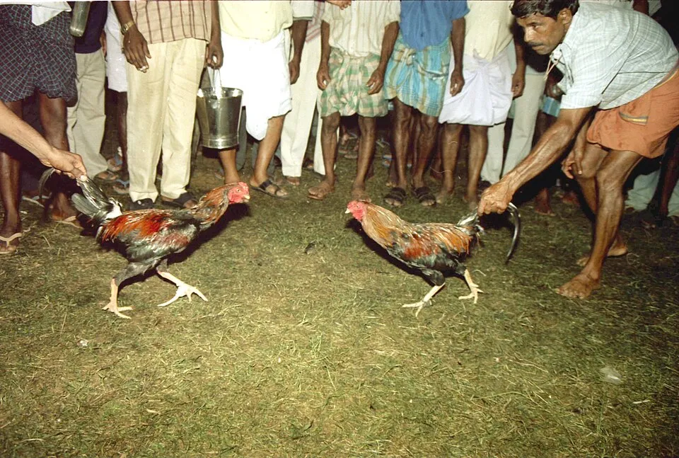 Two men in a crowd holding their roosters apart at a Kori Katta