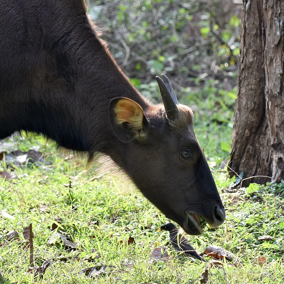 The head of a dark gaur with short curved horns, grazing on green grass beside a tree trunk