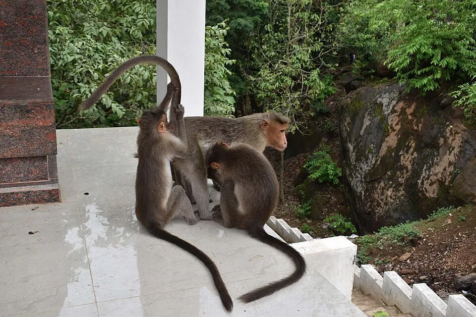 Bonnet macaques sitting on a white parapet at the Karinja temple, with forest and hill rock behind them